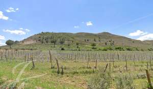 Venda Propriedade vinícola Cuenca