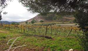 Venda Propriedade vinícola Cuenca