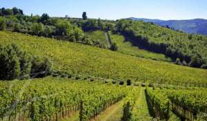 Venda Propriedade vinícola Greve in Chianti